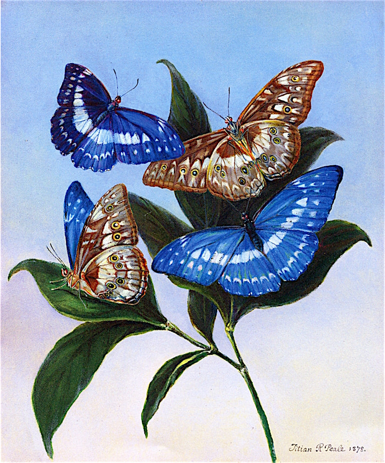 Murphy Cypris, vintage artwork by Titian Ramsey Peale II, A3 (16x12") Poster Print