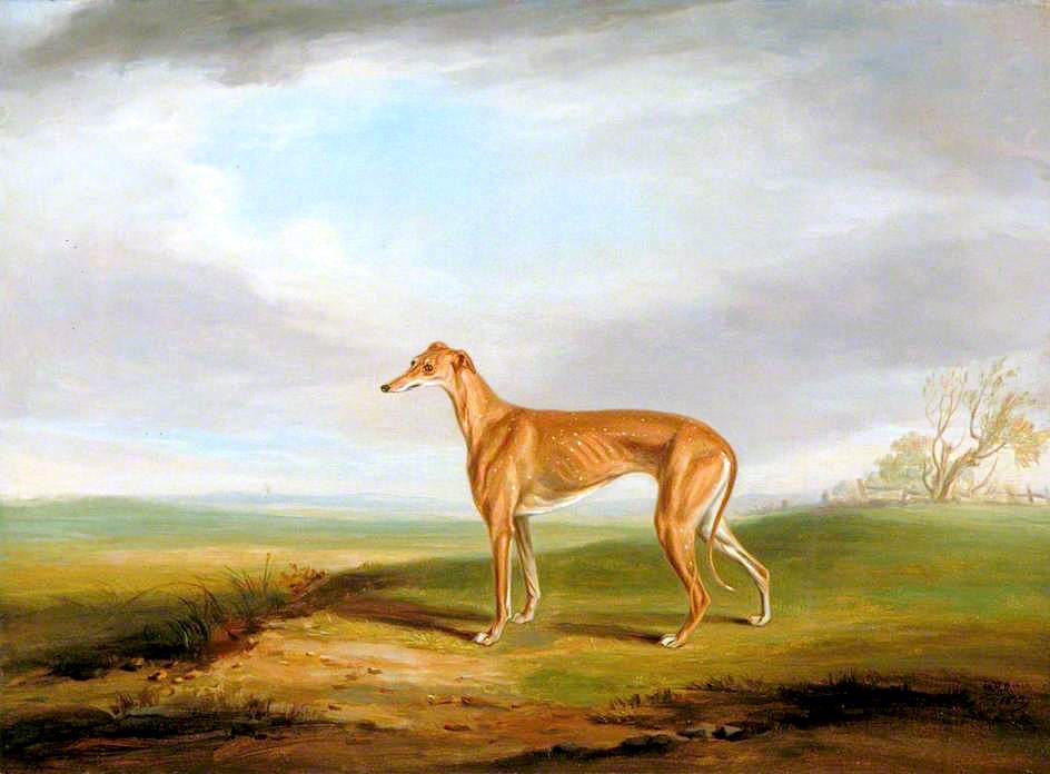 Greyhound, vintage artwork by William Henry Davis, 12x8" (A4) Poster
