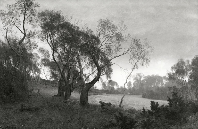 Autumn morning on the edge of a birch forest, vintage artwork by Janus La Cour, 12x8" (A4) Poster