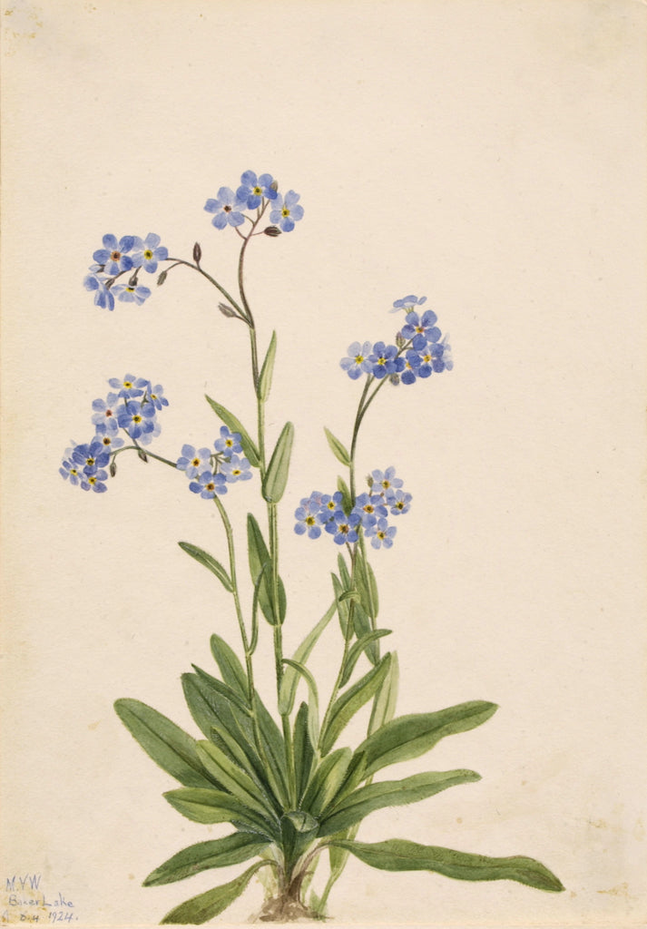 Alpine Forget-me-not (Myosotis alpestris), vintage artwork by Mary Vaux Walcott, 12x8" (A4) Poster