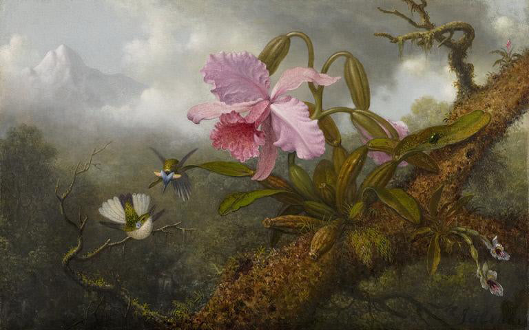 Cattleya Orchid, Two Hummingbirds and a Beetle, vintage artwork by Martin Johnson Heade, A3 (16x12") Poster Print