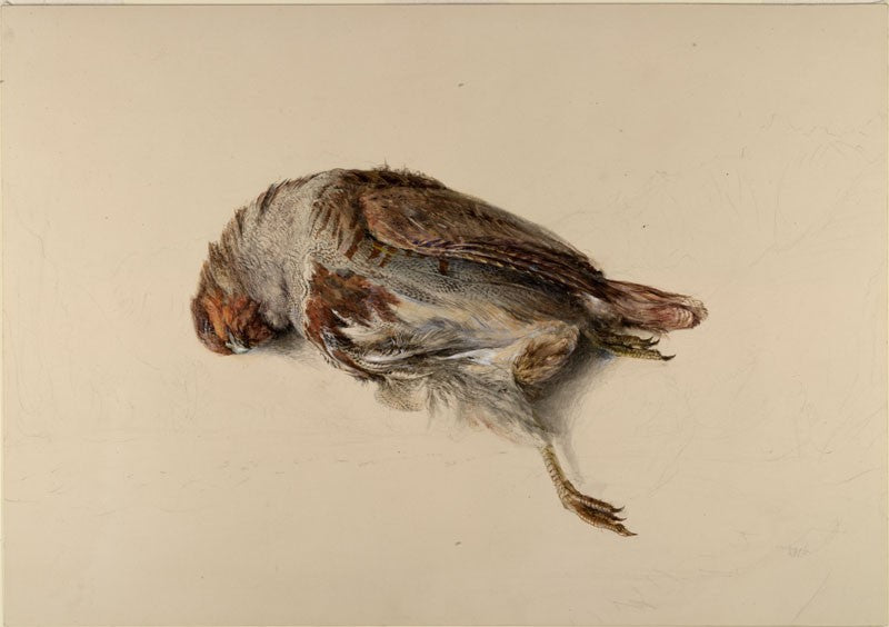 Study of a dead bird, vintage artwork by John Ruskin, A3 (16x12") Poster Print