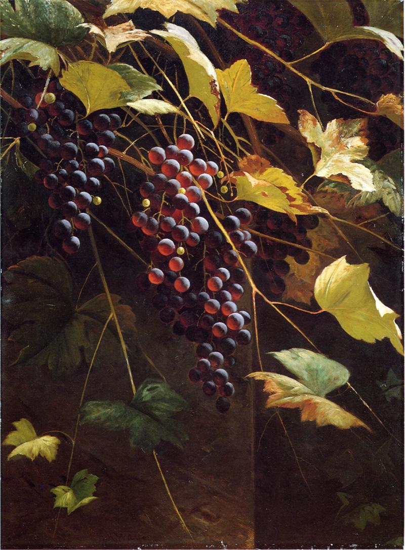 Wild Grapes, vintage artwork by Andrew J. H. Way, 12x8" (A4) Poster