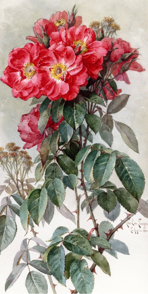 Branches of Ragged Robin Roses, vintage artwork by Paul De Longpre, 12x8" (A4) Poster