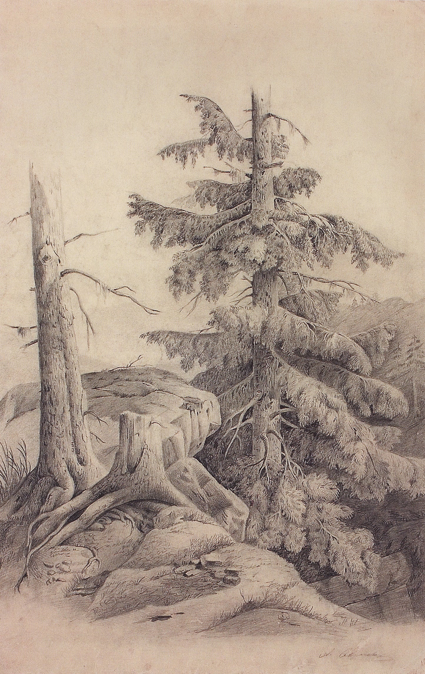 Fir Tree, vintage artwork by Alexei Kondratyevich Savrasov, 12x8" (A4) Poster