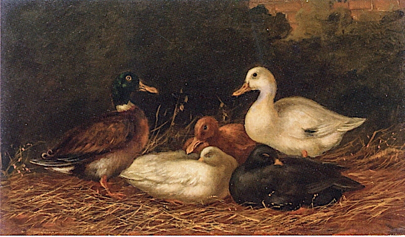 Domestic Ducks, vintage artwork by Arthur Fitzwilliam Tait, A3 (16x12") Poster Print