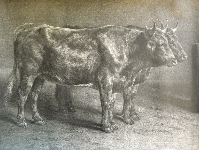 Genisses, vintage artwork by Louis Emmanuel Soulange-Teissier, A3 (16x12") Poster Print