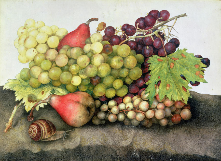 Snail with Grapes and Pears, vintage artwork by Giovanna Garzoni, 12x8" (A4) Poster