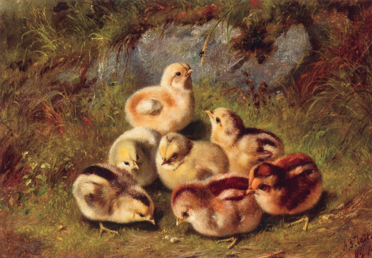 Chicks, vintage artwork by Arthur Fitzwilliam Tait, A3 (16x12") Poster Print