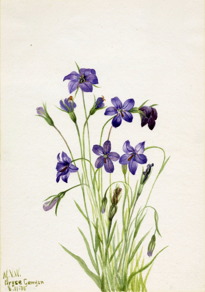 Bellflower (Campanula), vintage artwork by Mary Vaux Walcott, 12x8" (A4) Poster