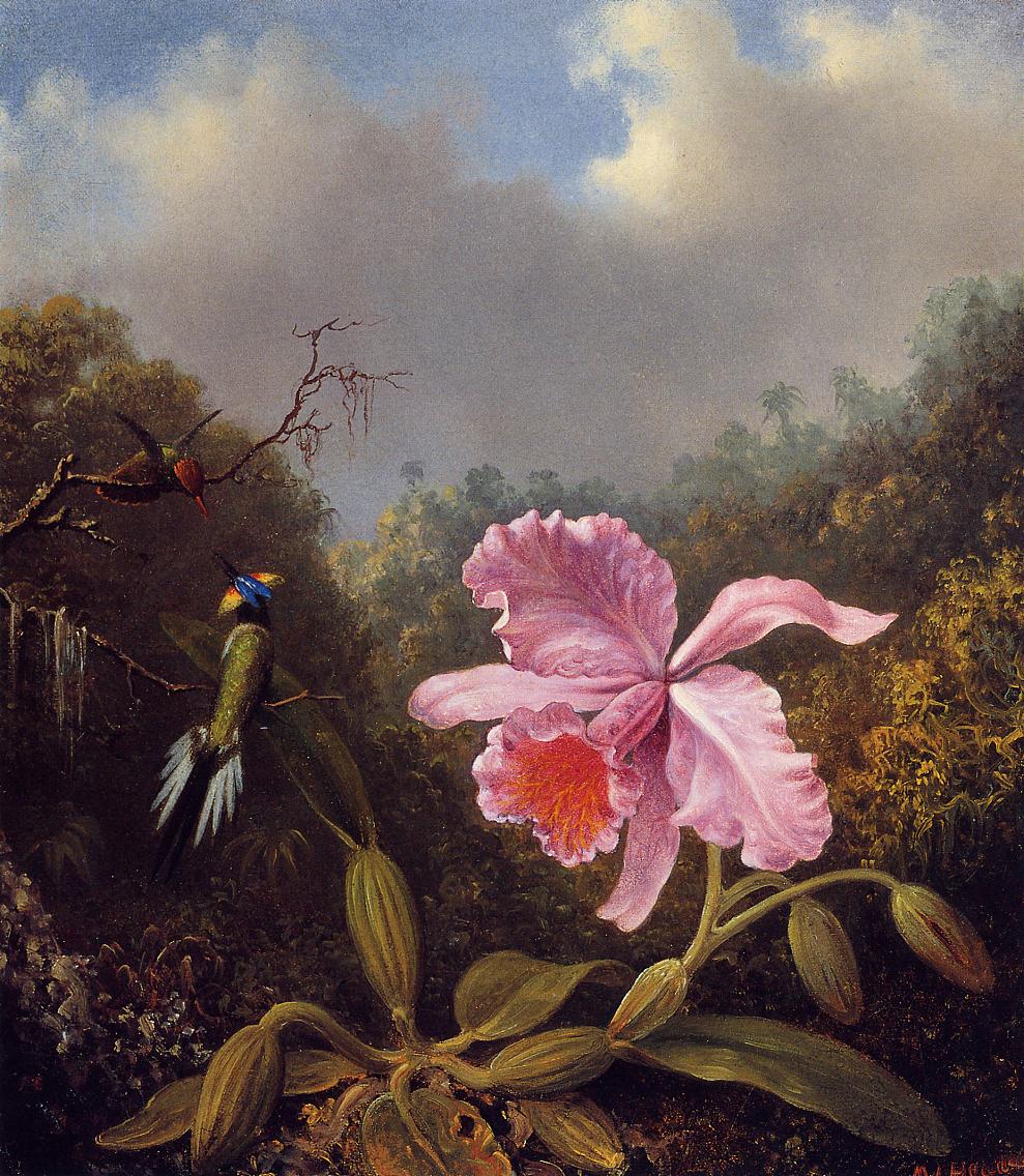 Fighting Hummingbirds with Pink Orchid, vintage artwork by Martin Johnson Heade, A3 (16x12") Poster Print