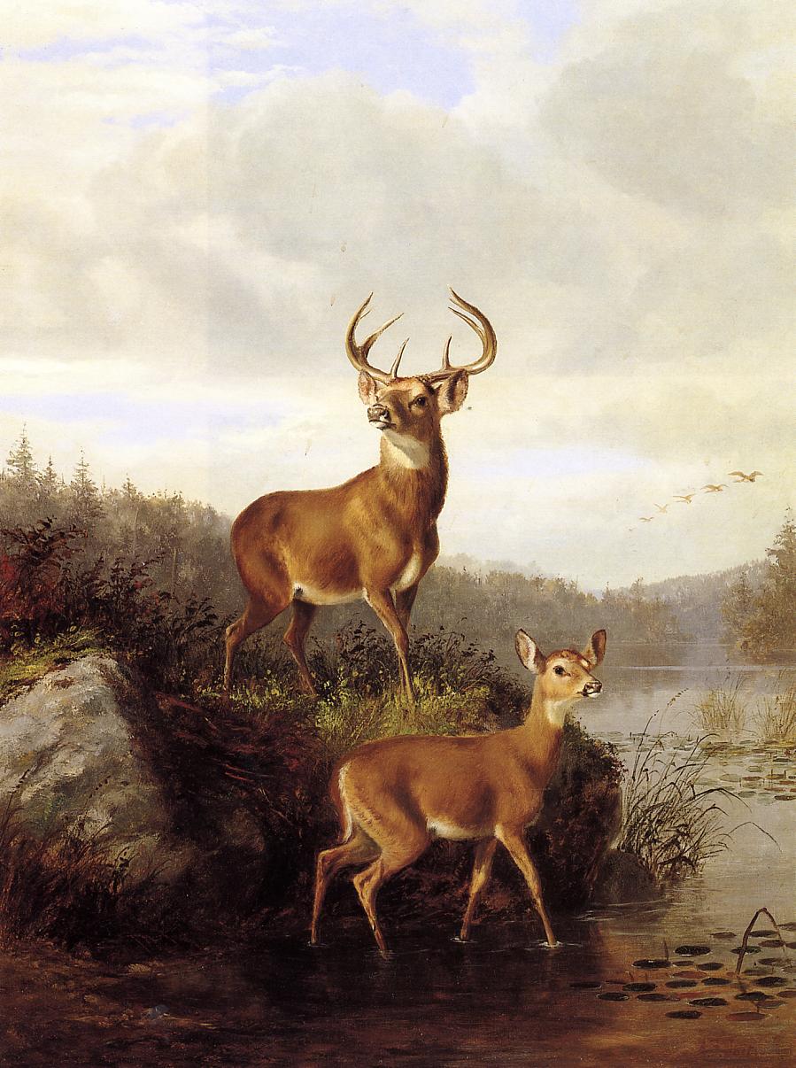 Buck and Doe, vintage artwork by Arthur Fitzwilliam Tait, A3 (16x12") Poster Print