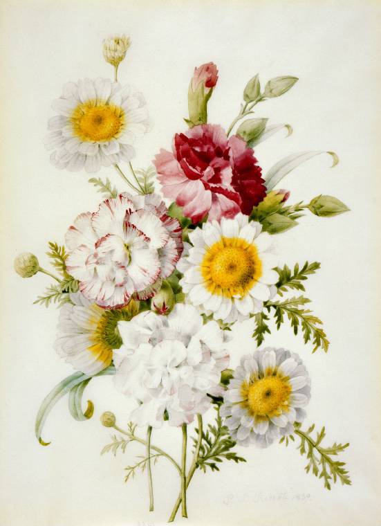 Bunch of mixed carnations and white marigold, vintage artwork by Pierre-Joseph Redoute, 12x8" (A4) Poster