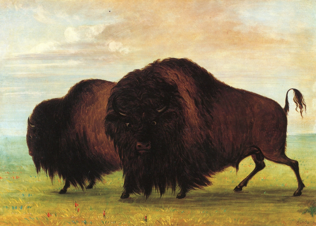 Buffaloes, vintage artwork by George Catlin, A3 (16x12") Poster Print