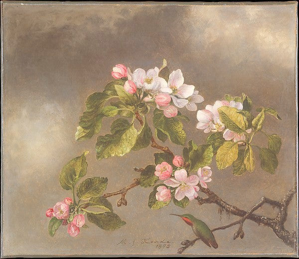 Humingbird and Apple Blossoms, vintage artwork by Martin Johnson Heade, A3 (16x12") Poster Print