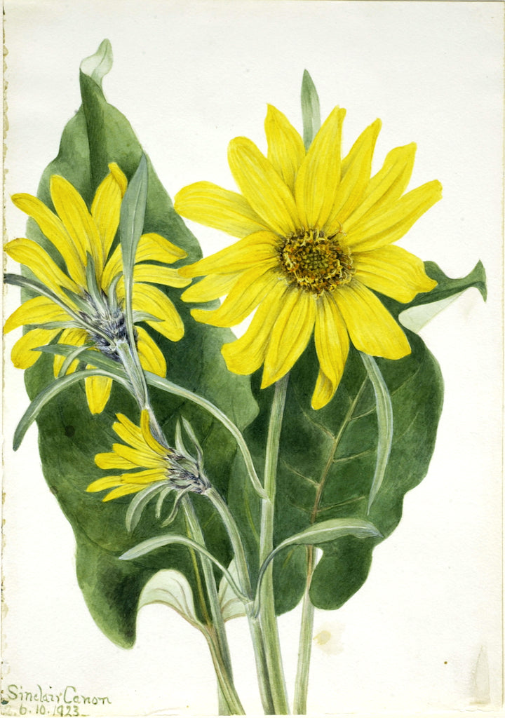 Balsamroot (Balsamorhiza sagittata), vintage artwork by Mary Vaux Walcott, 12x8" (A4) Poster