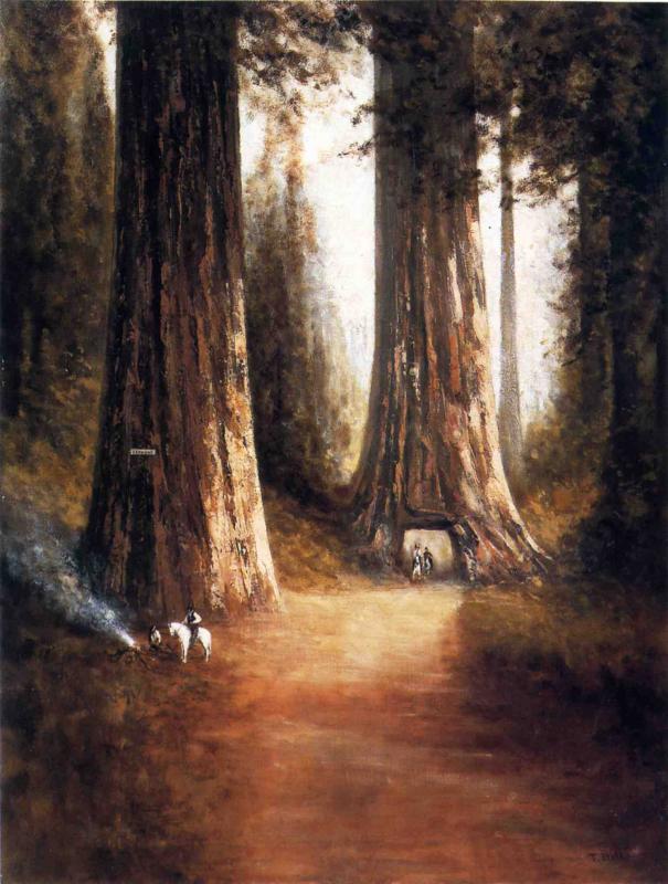 Sequoia Gigantea, vintage artwork by Thomas Hill, 12x8" (A4) Poster