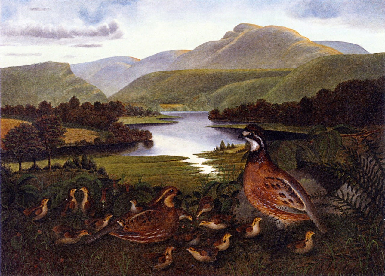 Quail in Landscape, vintage artwork by Rubens Peale, 12x8" (A4) Poster