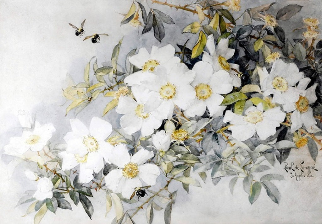 White Roses and Bees, vintage artwork by Paul De Longpre, 12x8" (A4) Poster