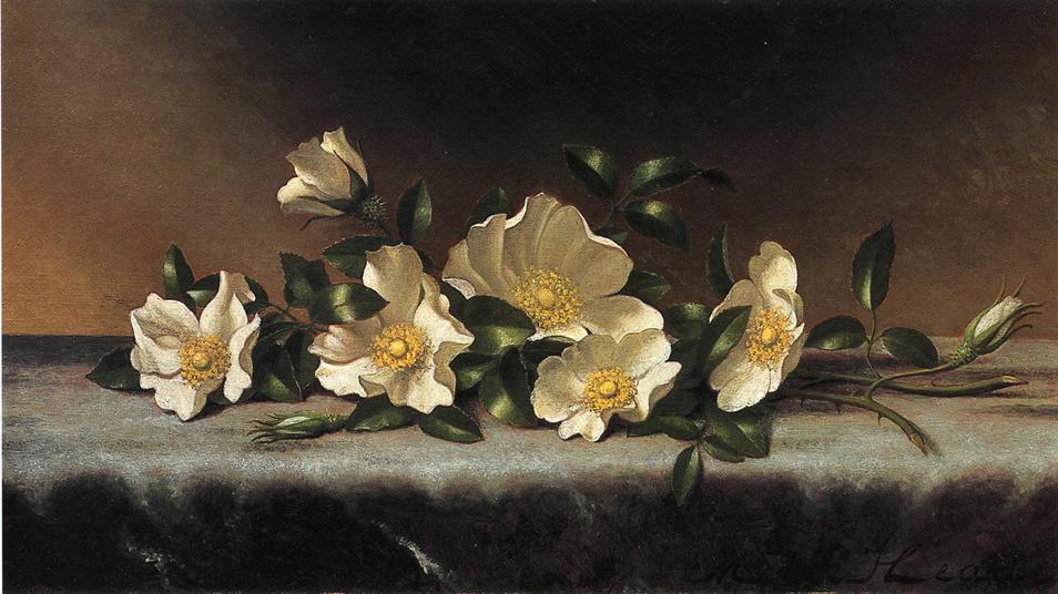 Cherokee Roses on a Light Gray Cloth, vintage artwork by Martin Johnson Heade, A3 (16x12") Poster Print