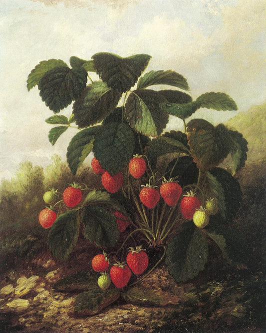 Wild Strawberries, vintage artwork by Paul Lacroix, 12x8" (A4) Poster