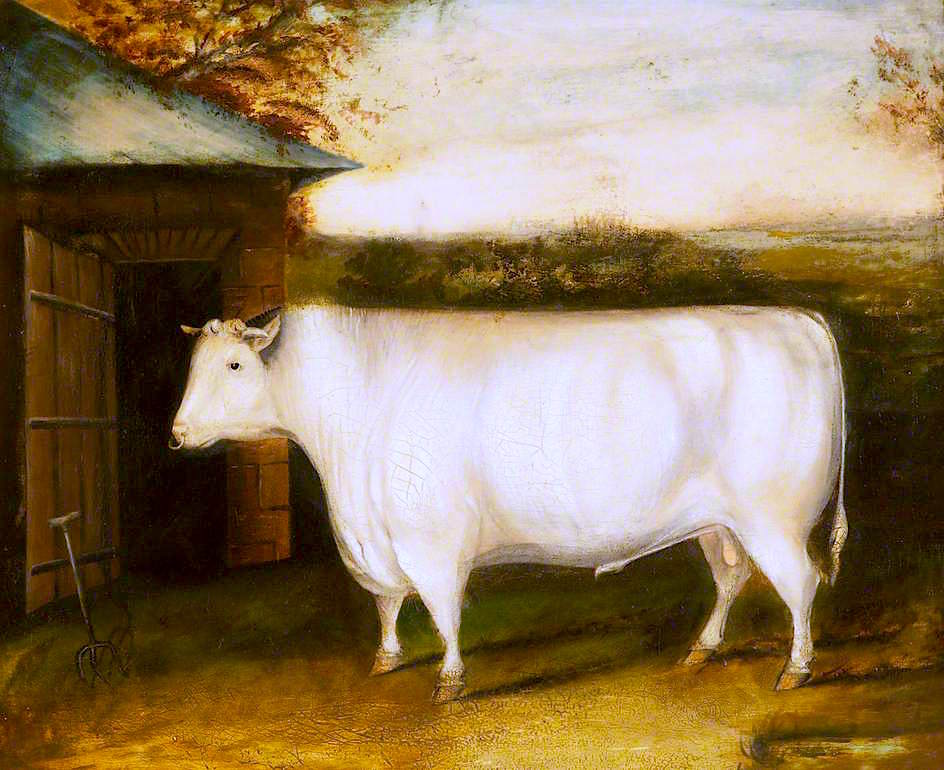 The Famous Early Bull: Property of Robert Collings of Barmpton, Darlington, vintage artwork by Attributed to David Dalby , A3 (16x12") Poster Print