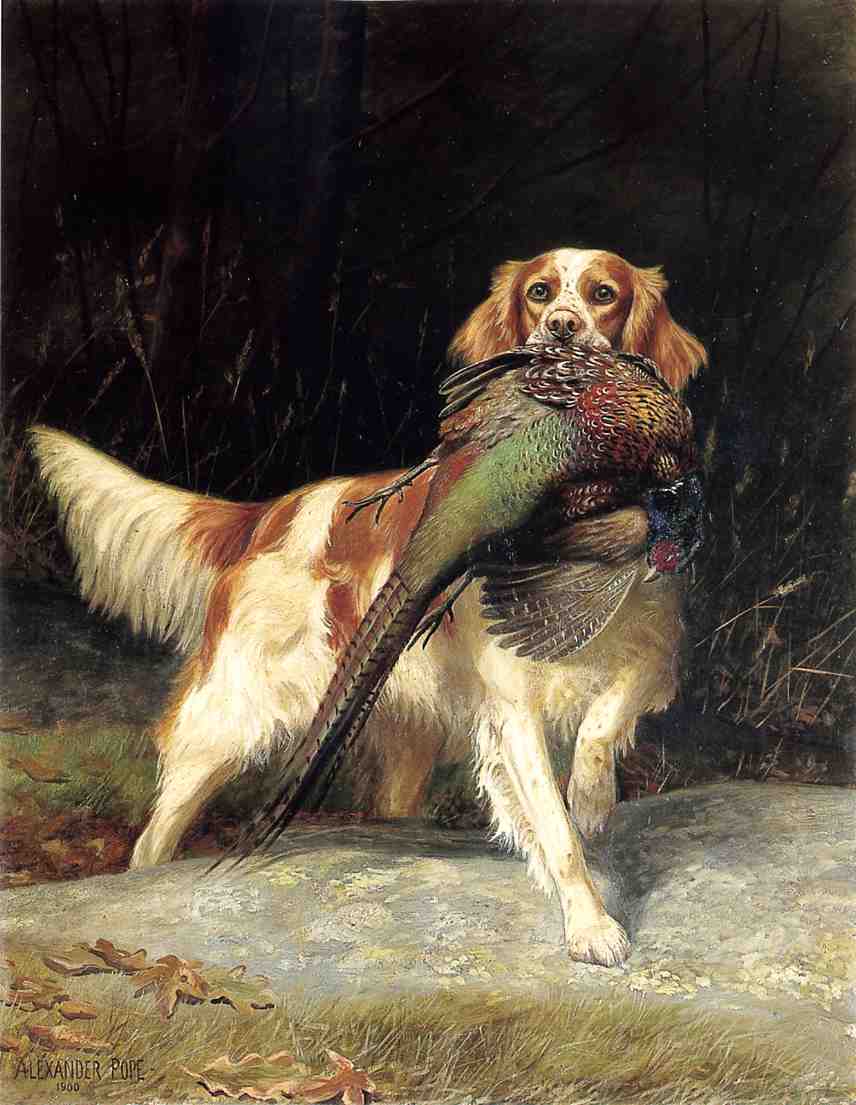 Springer Spaniel with Pheasant, vintage artwork by Alexander Pope, 12x8" (A4) Poster