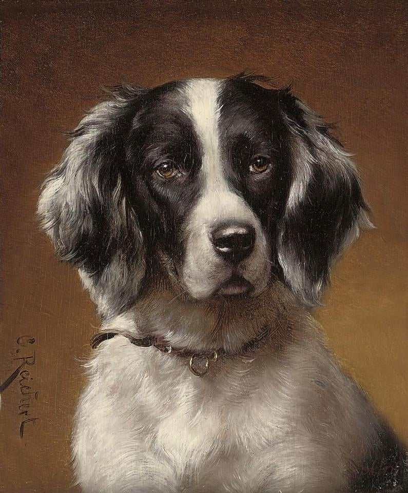 Study of a spaniel, vintage artwork by Carl Reichert, 12x8" (A4) Poster