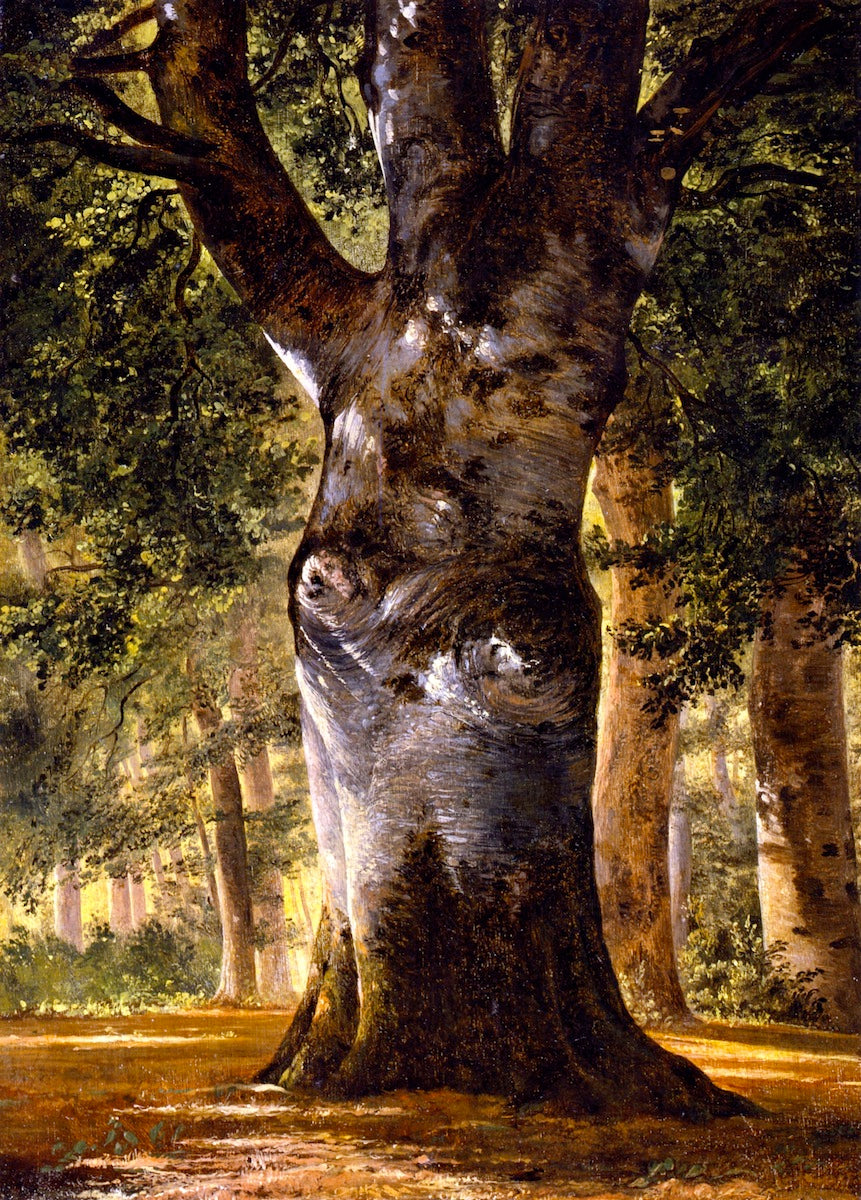 Trunk of a Beech Tree, vintage artwork by Alexandre Calame, A3 (16x12") Poster Print