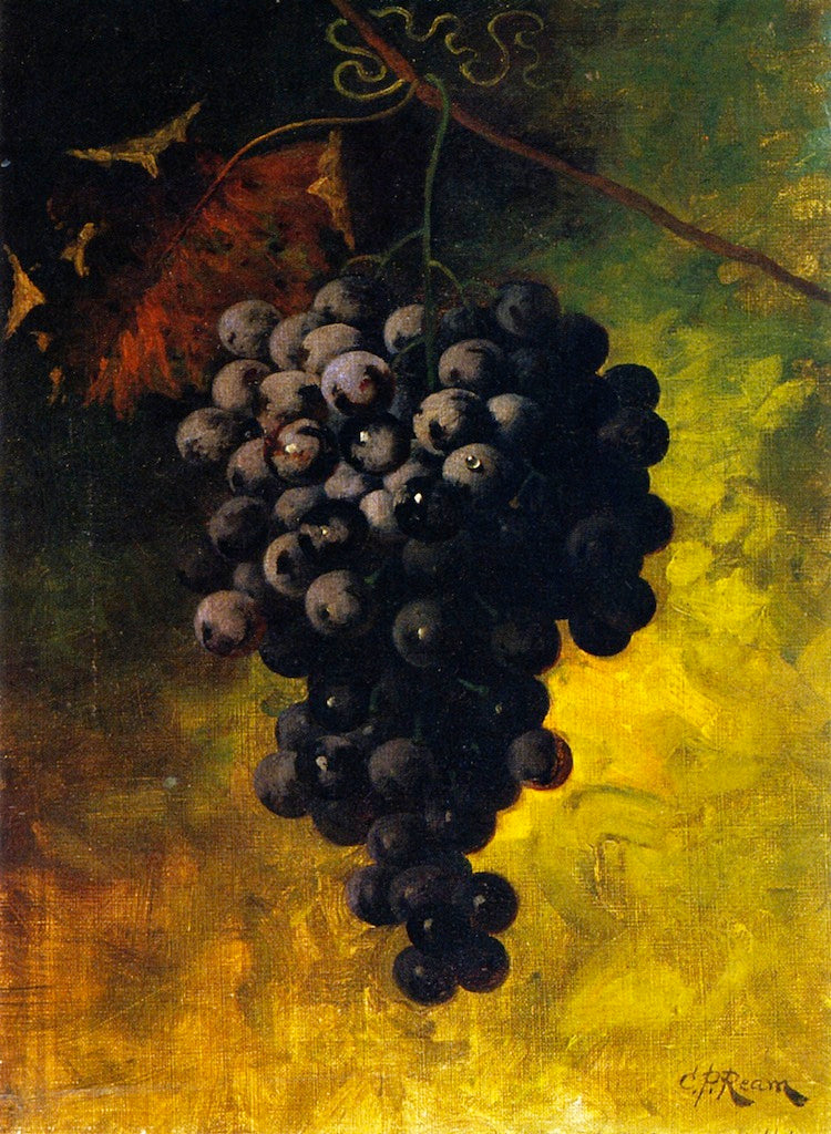 Hanging Grapes, vintage artwork by Carducius Plantagenet Ream, 12x8" (A4) Poster