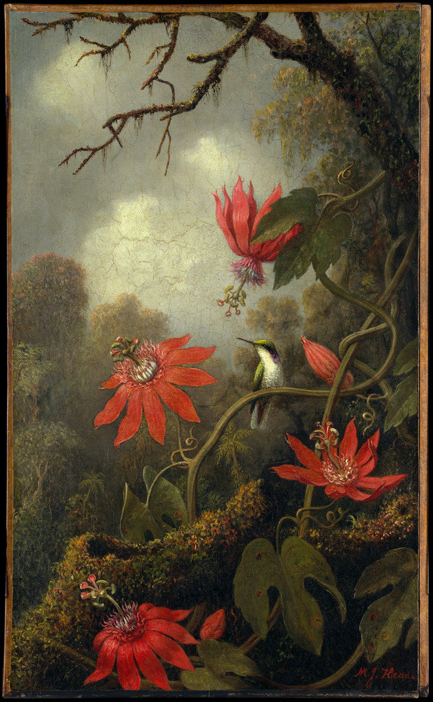 Hummingbird and Passionflowers, vintage artwork by Martin Johnson Heade, A3 (16x12") Poster Print