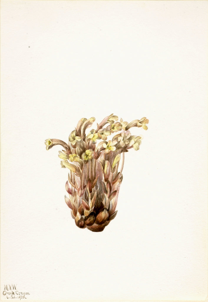 Broomrape (Orobanche fasciculata) by Mary Vaux Walcott,A3(16x12")Poster