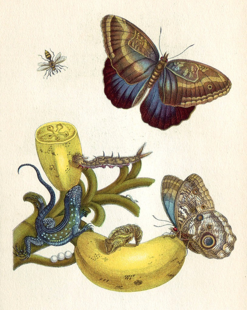 Metamorphosis XXIII, vintage artwork by Maria Sybilla Merian, 12x8" (A4) Poster