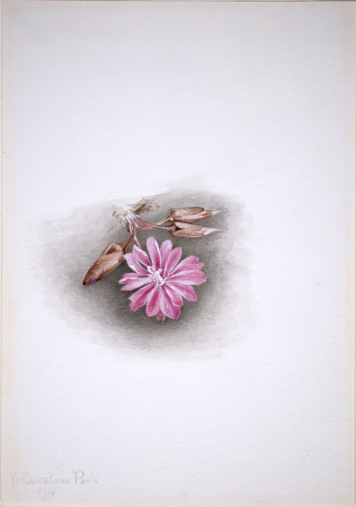 Bitterroot (Lewisia redivivia), vintage artwork by Mary Vaux Walcott, 12x8" (A4) Poster