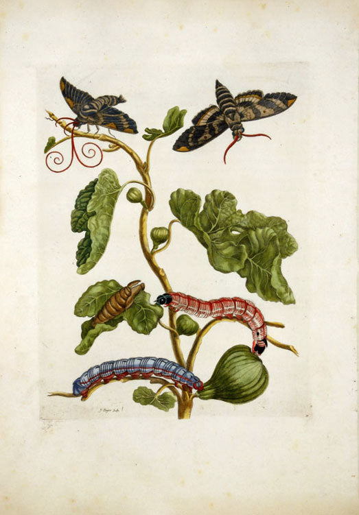 Fig, vintage artwork by Maria Sybilla Merian, 12x8" (A4) Poster