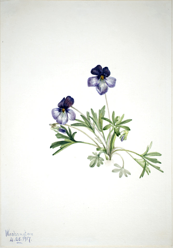 Birdsfoot Violet (Viola pedata), vintage artwork by Mary Vaux Walcott, 12x8" (A4) Poster