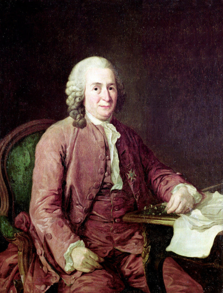 Portrait of Carl von Linnaeus, vintage artwork by Alexander Roslin, 12x8" (A4) Poster