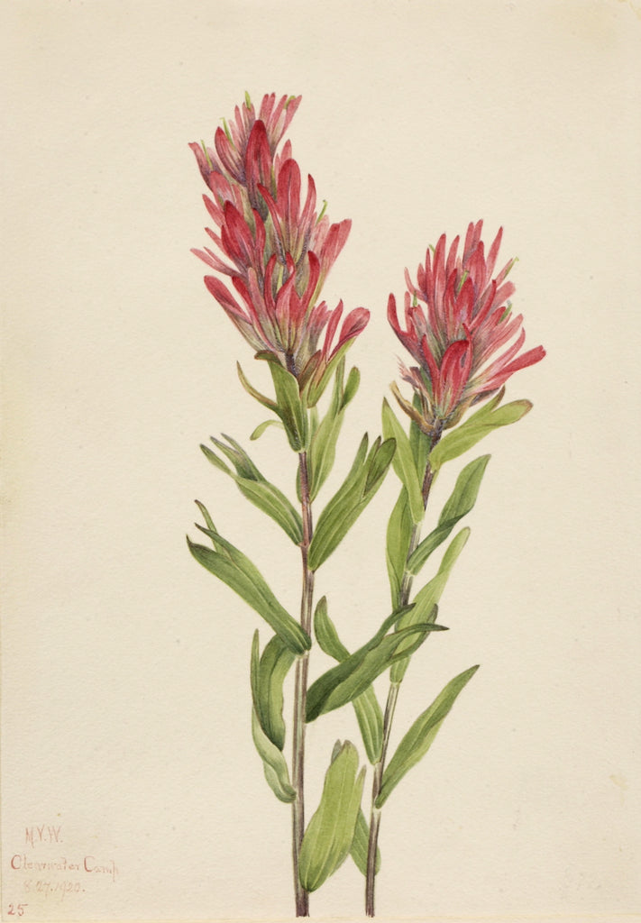 Alberta Paintbrush (Catilleja miniata), vintage artwork by Mary Vaux Walcott, 12x8" (A4) Poster