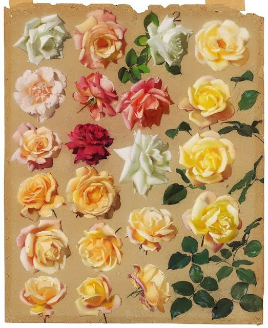 Large Study of Roses, vintage artwork by Leon Jan Wyczolkowski, 12x8" (A4) Poster