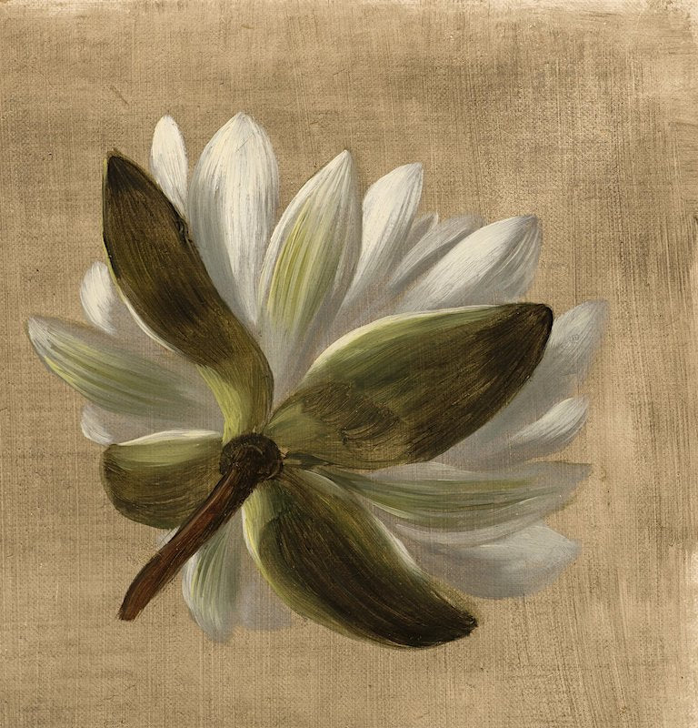 American Water Lily, vintage artwork by William Jacob Hays, 12x8" (A4) Poster