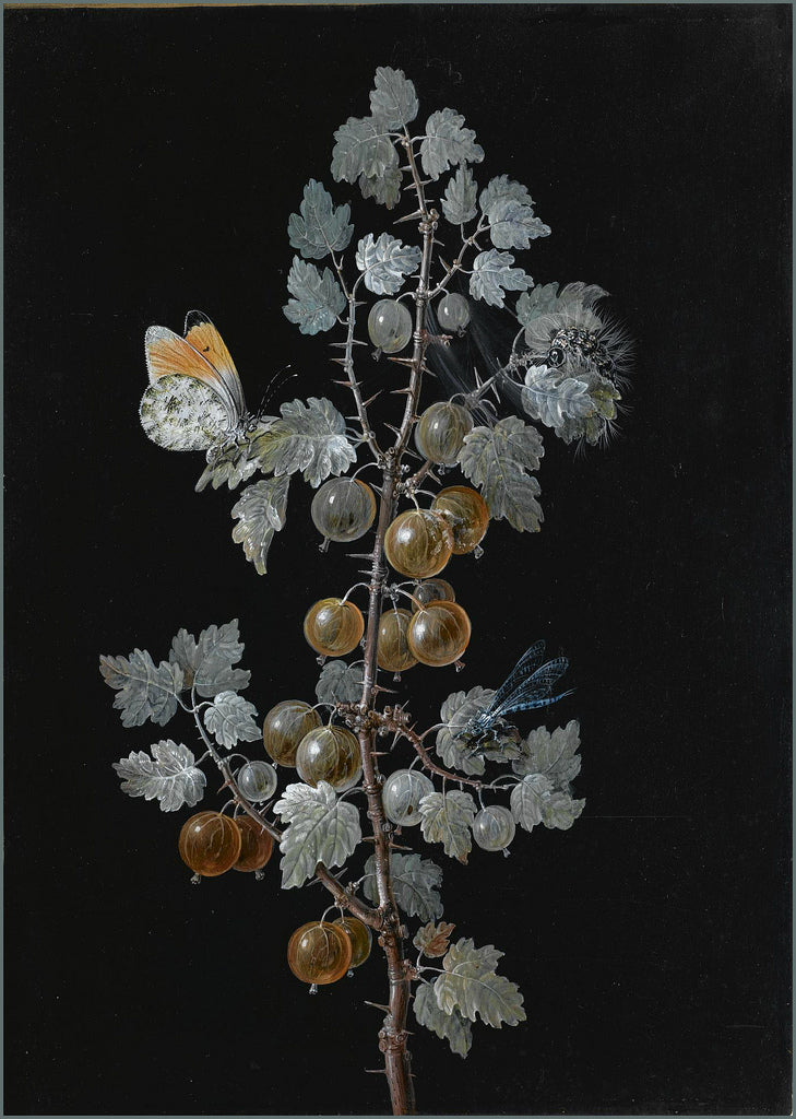 A Gooseberry Branch with Dragonfly, Butterfly and Caterpillar, vintage artwork by Barbara Regina Dietzsch, 12x8" (A4) Poster