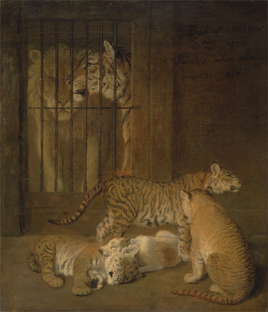 Group of Whelps Bred between a Lion and a Tigress, vintage artwork by Jacques-Laurent Agasse, 12x8" (A4) Poster