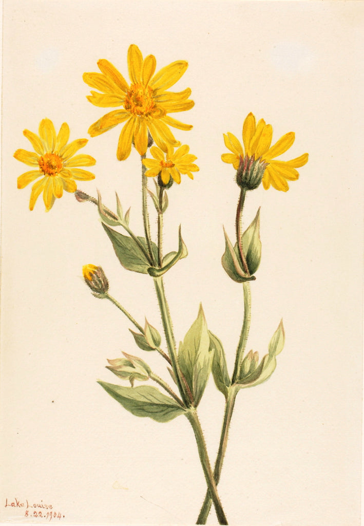 Arnica (Arnica latifolia), vintage artwork by Mary Vaux Walcott, 12x8" (A4) Poster