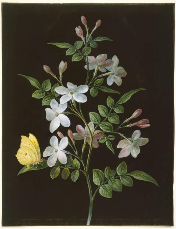 A spray of Jasmine with a brimstone butterfly, vintage artwork by Johann Dietzsch, 12x8" (A4) Poster
