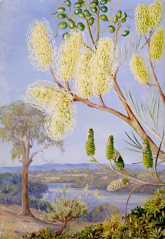 Branch of a Grevillea and a View on the Swan River, West Australia, vintage artwork by Marianne North, 12x8" (A4) Poster