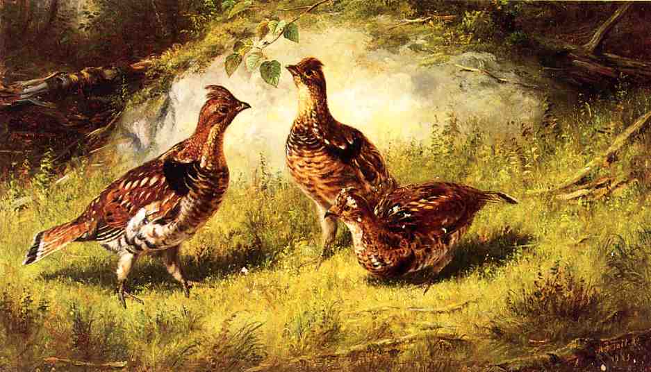 Ruffed Grouse, vintage artwork by Arthur Fitzwilliam Tait, A3 (16x12") Poster Print