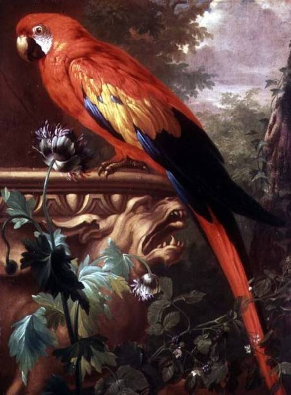 Scarlet Macaw in a Landscape, vintage artwork by Jakob Bogdány, 12x8" (A4) Poster