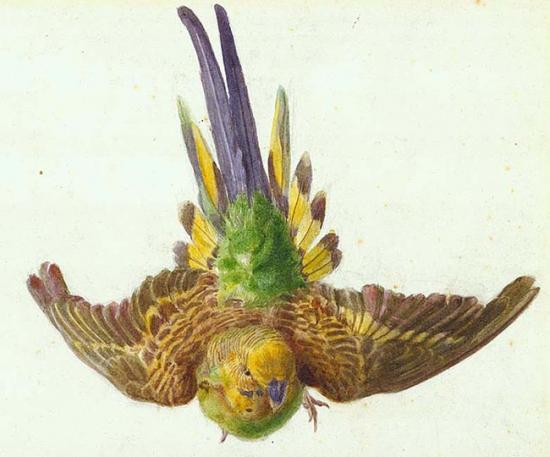 Parakeet in Flight, vintage artwork by Edward Lear, A3 (16x12") Poster Print
