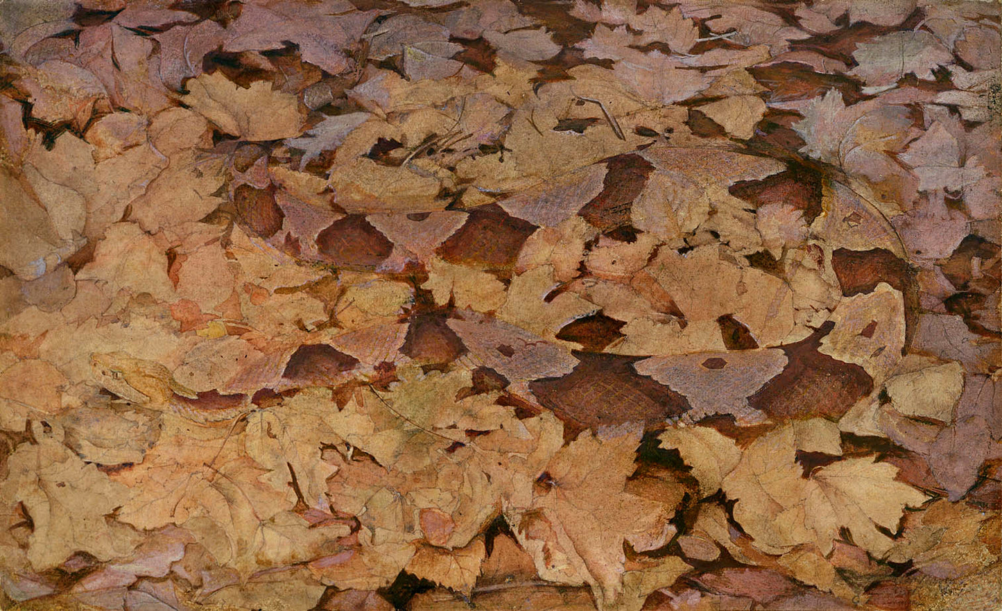 Copperhead Snake on Dead Leaves, vintage artwork by Abbott Handerson Thayer, 12x8" (A4) Poster