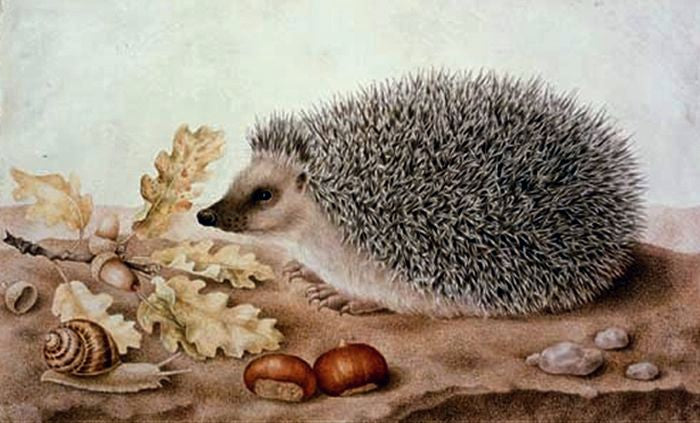 A Hedgehog in a Landscape, vintage artwork by Giovanna Garzoni, 12x8" (A4) Poster